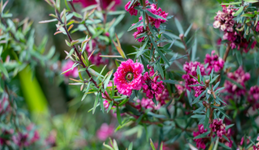 Le leptospermum, un arbuste florifère et peu exigeant